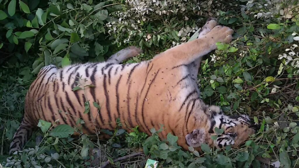 Dead bodies of 5 tigers 