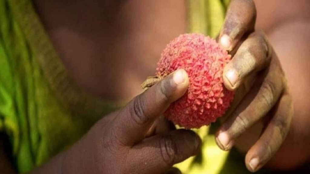 Litchi farmers in Bihar