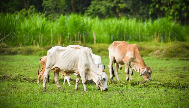 MP के मंत्री हरदीप सिंह डंग