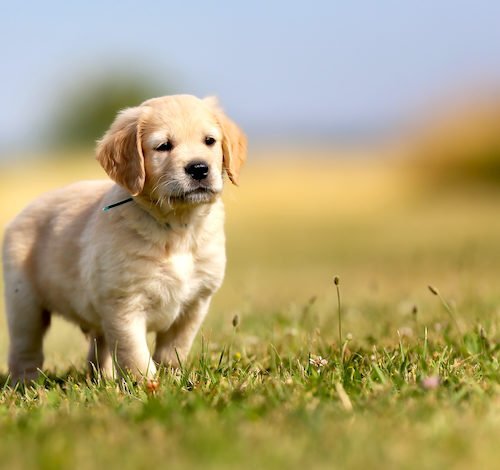 Golden-Retriever-