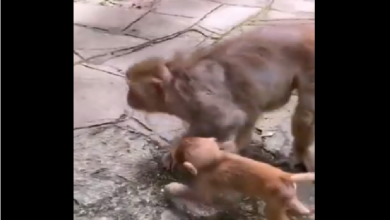 Viral Video