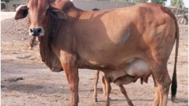 देशी गाय की खरीद पर योगी सरकार देगी 40 हजार का अनुदान, जानिए यह योजना